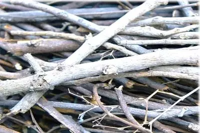 Woody Waste Picture